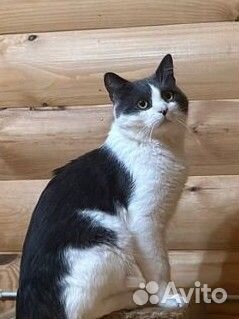 Кот в добрые руки