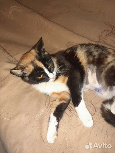 Кошка в добрые руки