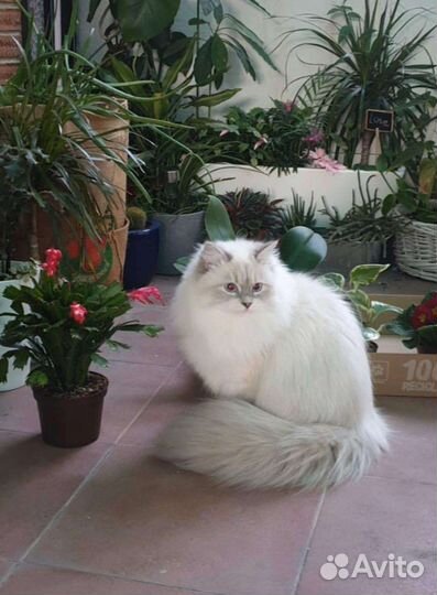 Невская Маскарадная