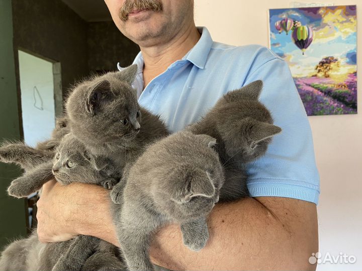Британские котята