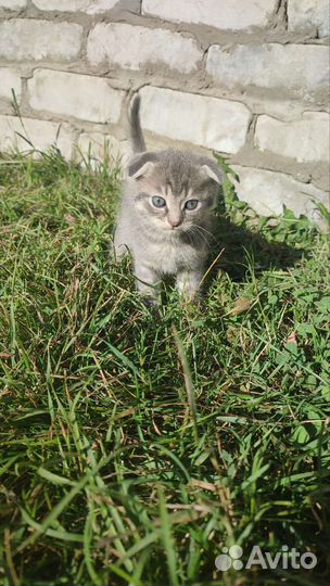 Котята вислоухие