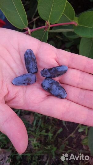 Жимолость. Саженцы. Кустарники