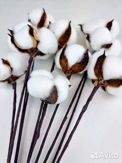 Хлопок сухоцвет для декора 10 веток