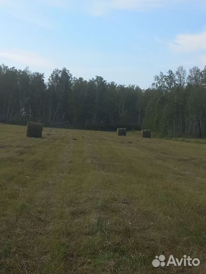 Продам сено в рулонах