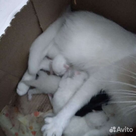 Котята в добрые руки бесплатно