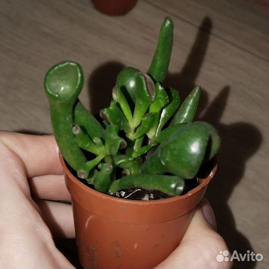 Крассула хоббит