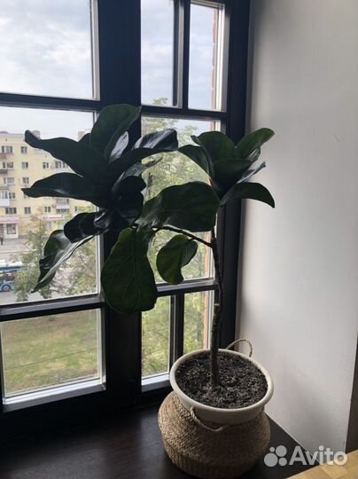 Фикус лирата