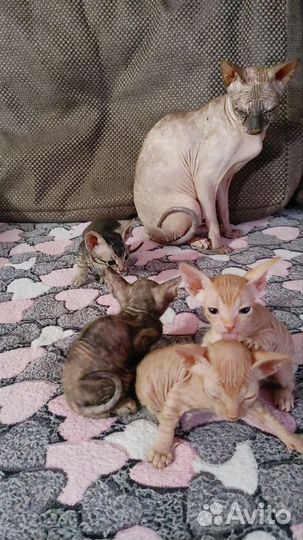 Котята сфинкс