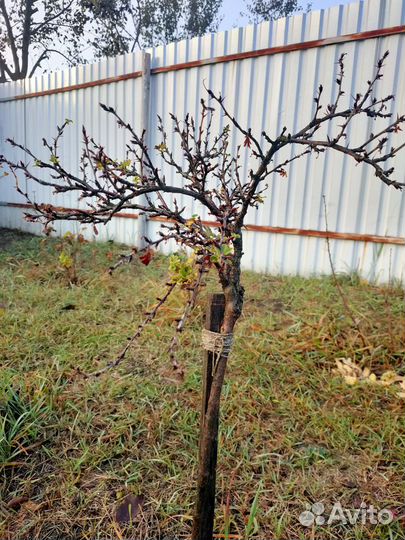 Крыжовник на штамбе