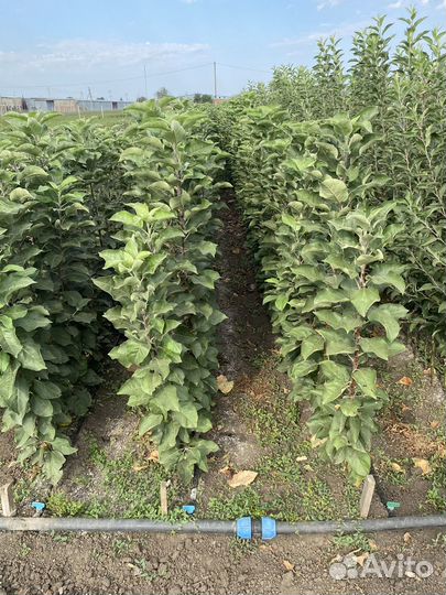 Саженцы опт