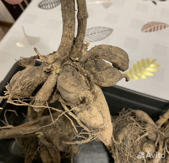 Георгины клубни