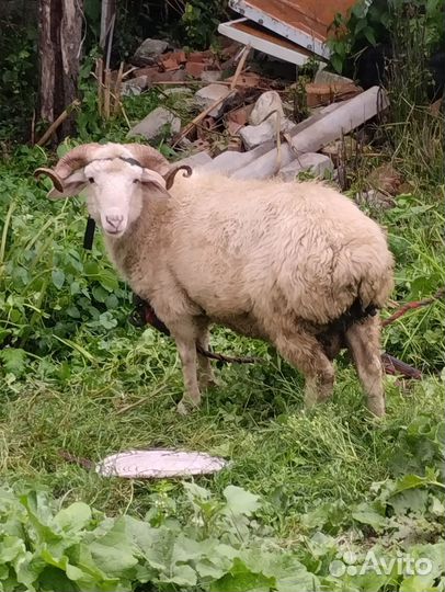 Продаю Барана