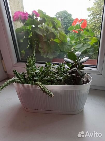 Комнатные цветы