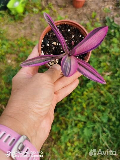 Сеткреазия вариегатная, Альбифлора