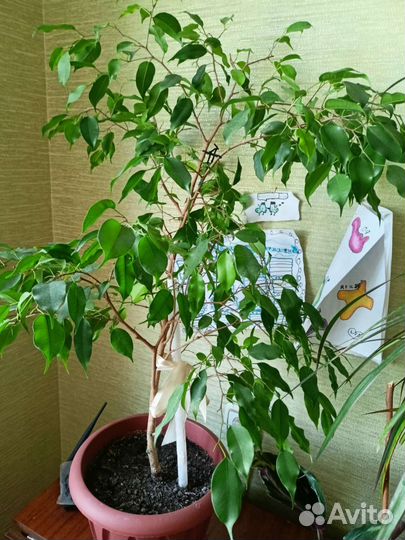 Фикусы бенджамина