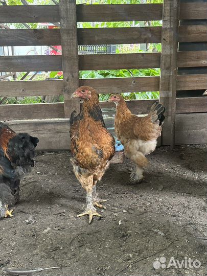 Циплята Брама