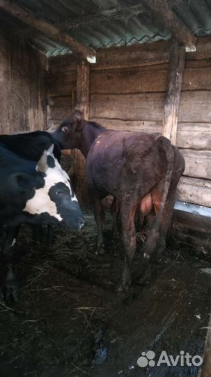 8 голов малодняка