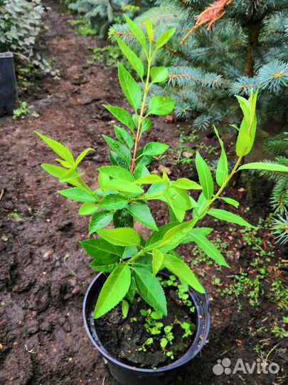 Продам деревья и кустарники