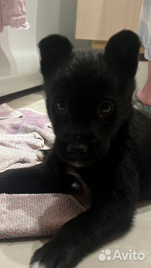 Собака, щенок