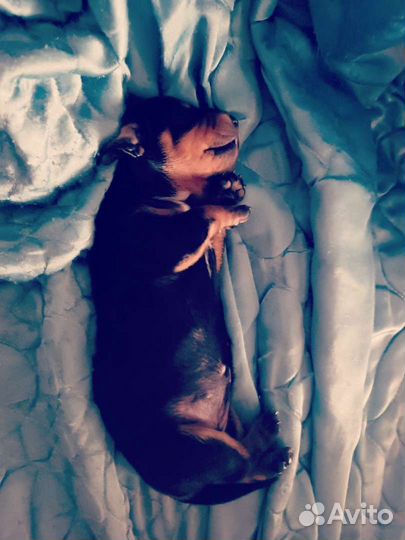 Маленькая собака