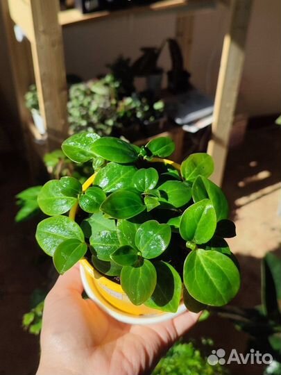 Традесканция, Пеперомия, Каллизия, Фиалка