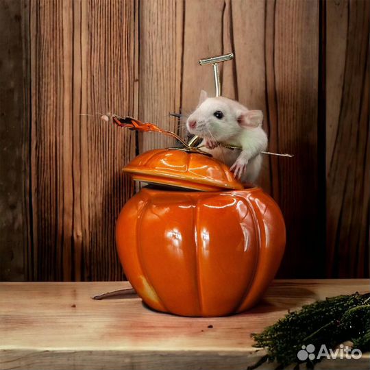 Крысы Дамбо. Крыса. Крысята от Питомника