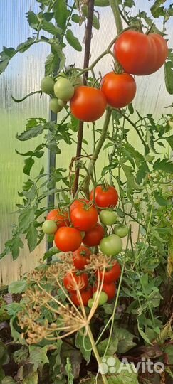 Помидоры