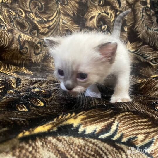 Котята отдам в добрые руки бесплатно