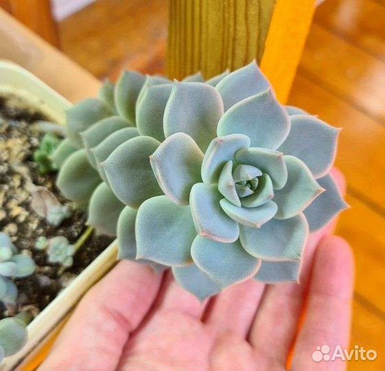 Граптопеталум Эхеверия Граптоверия Суккуленты