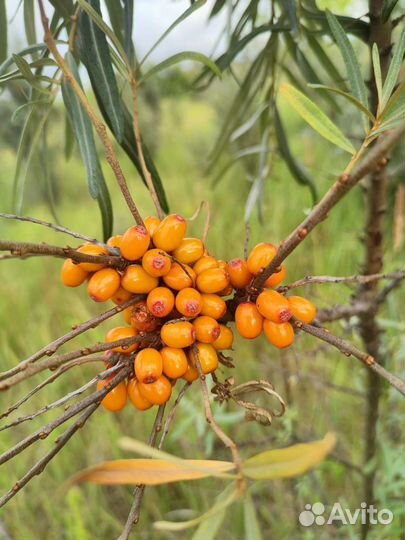 Облепиха ягоды