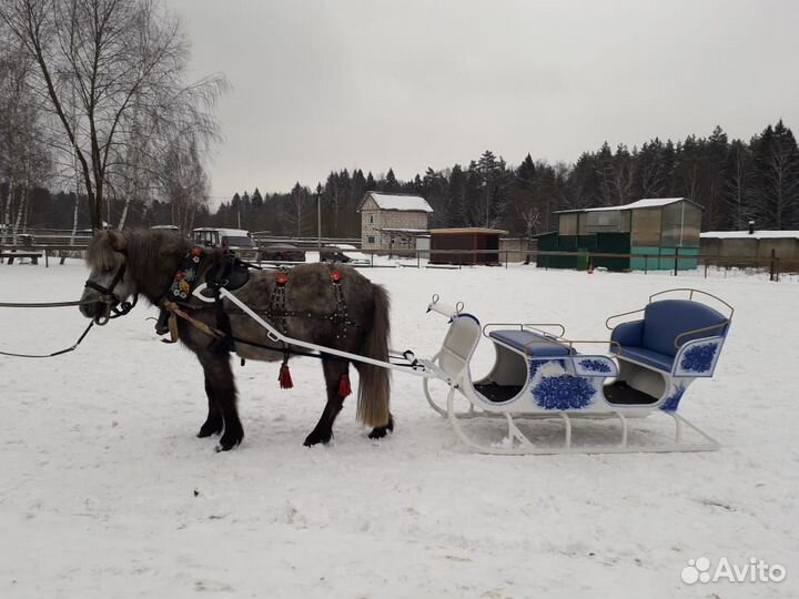 Животные на мероприятие,лошади на детский праздник