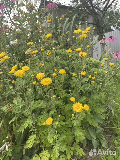 Хризантема