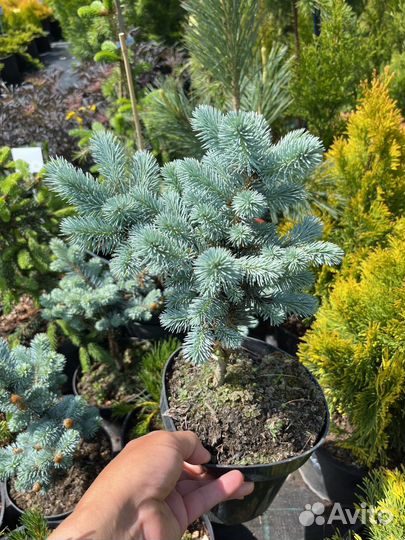 Ель глаука глобоза