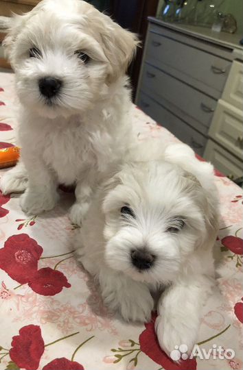 Щенки мальтезе