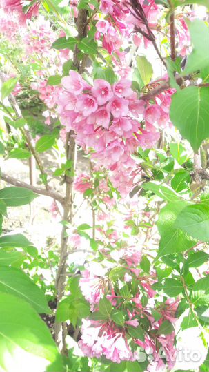 Декоративные кустарники