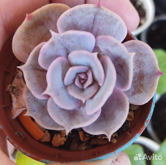 Флорариум суккуленты