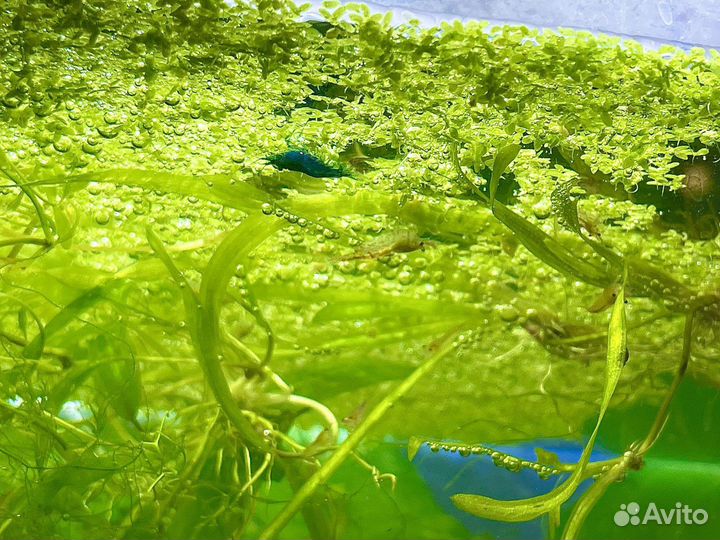 Креветки аквариумные, ассорти