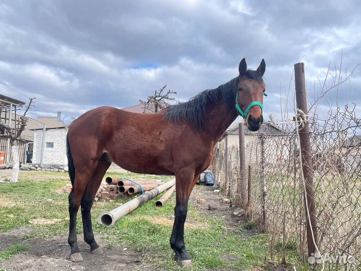 Полукровный жеребчик