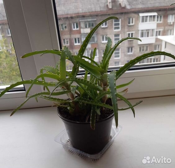 Алоэ древовидное лечебное