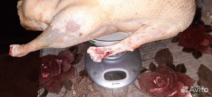 Гуси Мамут Датский