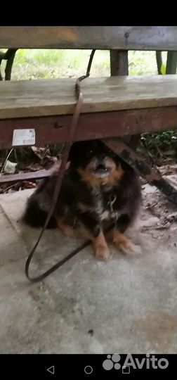 Отдам в добрые руки