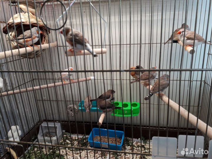 Амадины зебровые и японские