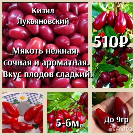 Кизил и Лимонник