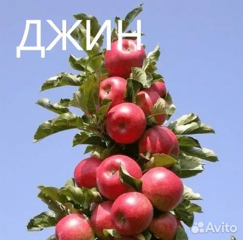 Саженцы колоновидной яблони Джин