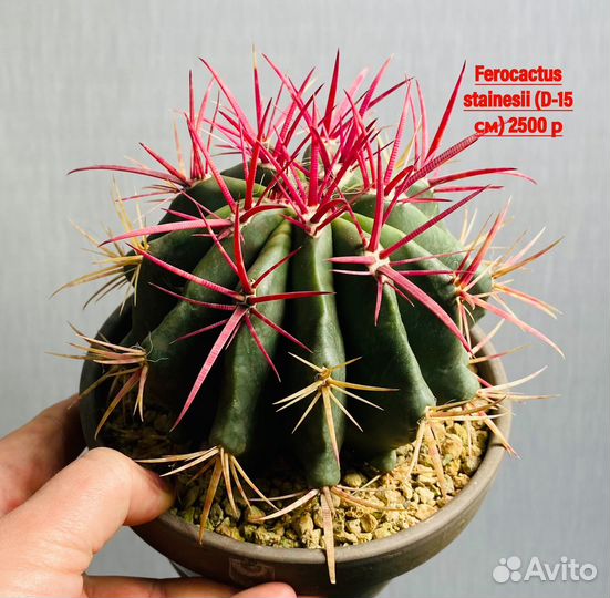 Большой выбор кактусов