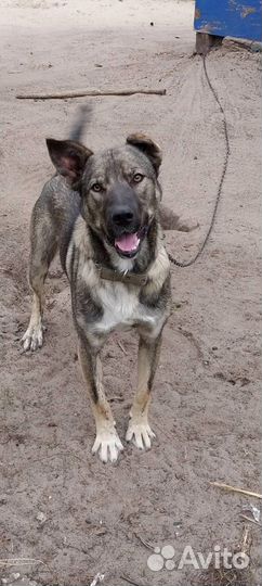 Собака в добрые руки отдам бесплатно