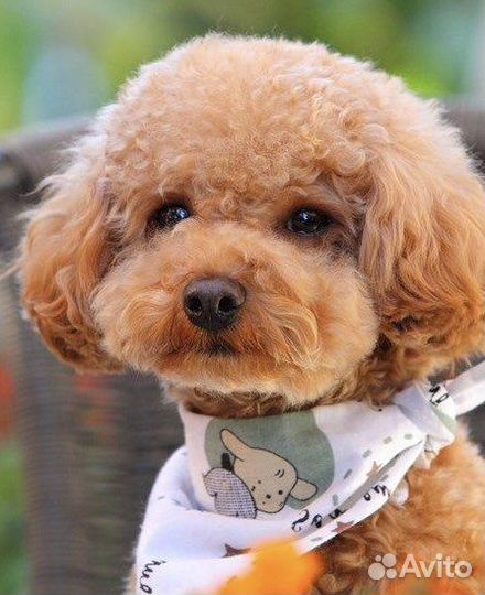 Той пудель РКФ вязка