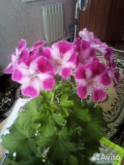 Королевская герань