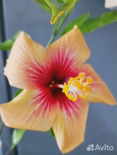 Сортовые гибискусы