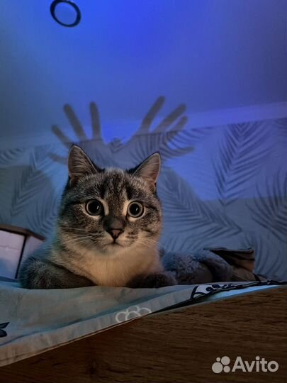 Отдам котика в самые добрые ручки